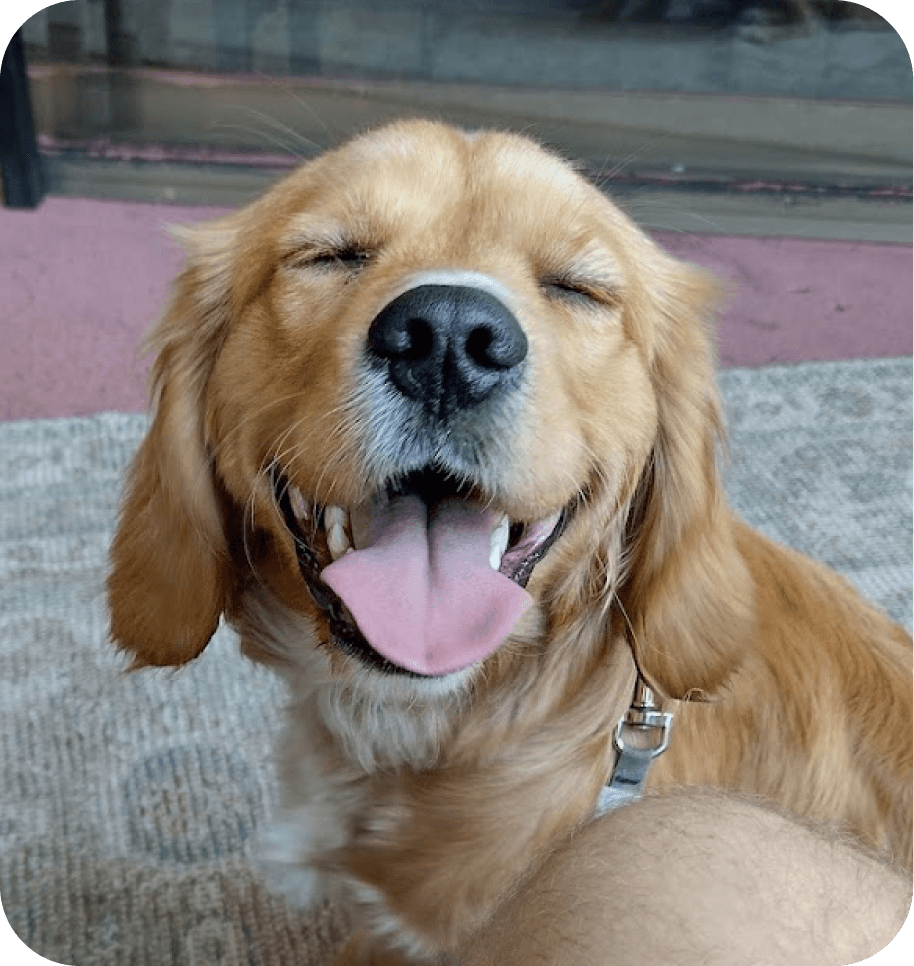 Sampa the mini retriever
